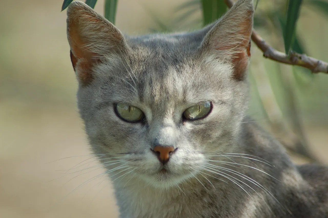 Furzkissen