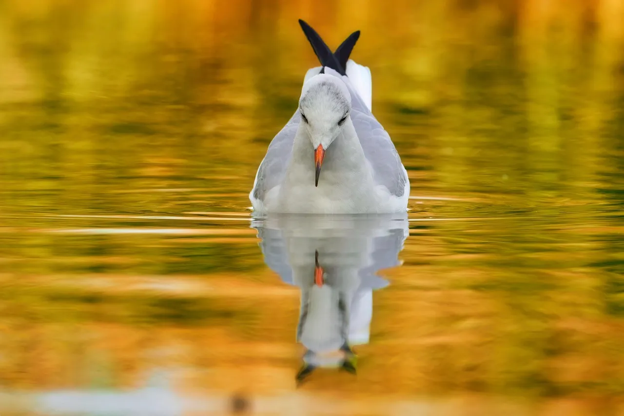 Bügelbilder