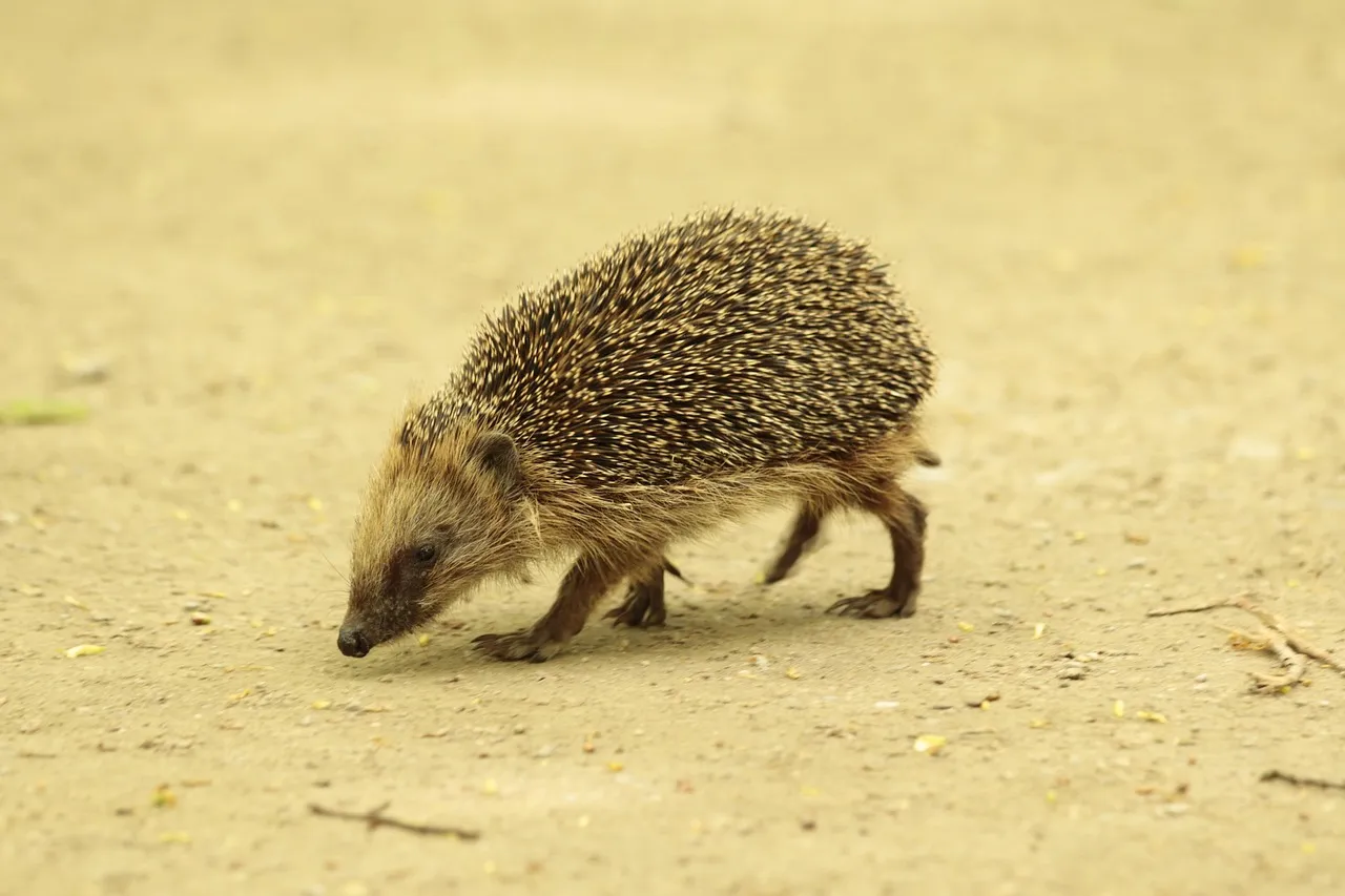 Igel Figur