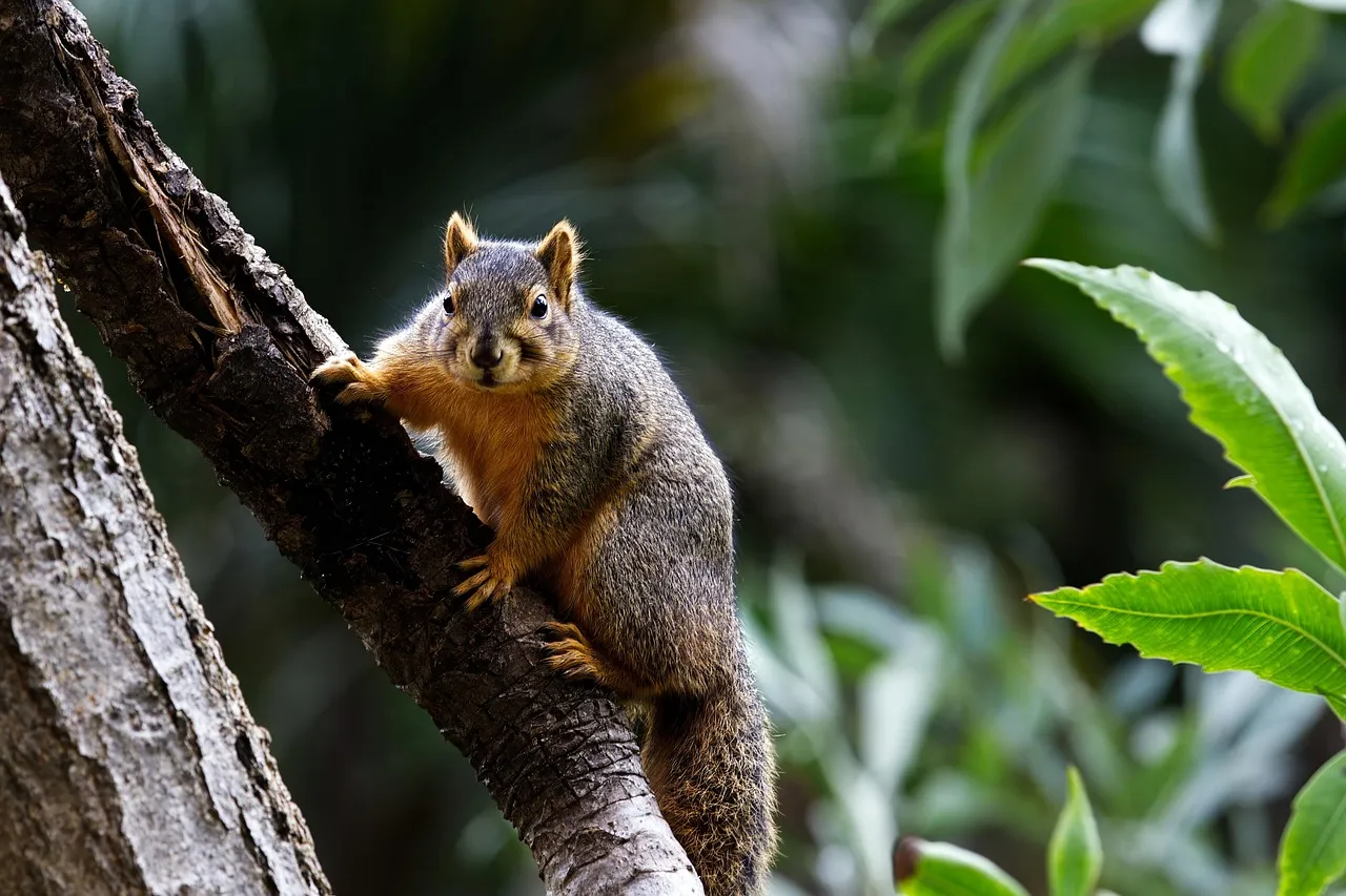 Eichhörnchen Figur