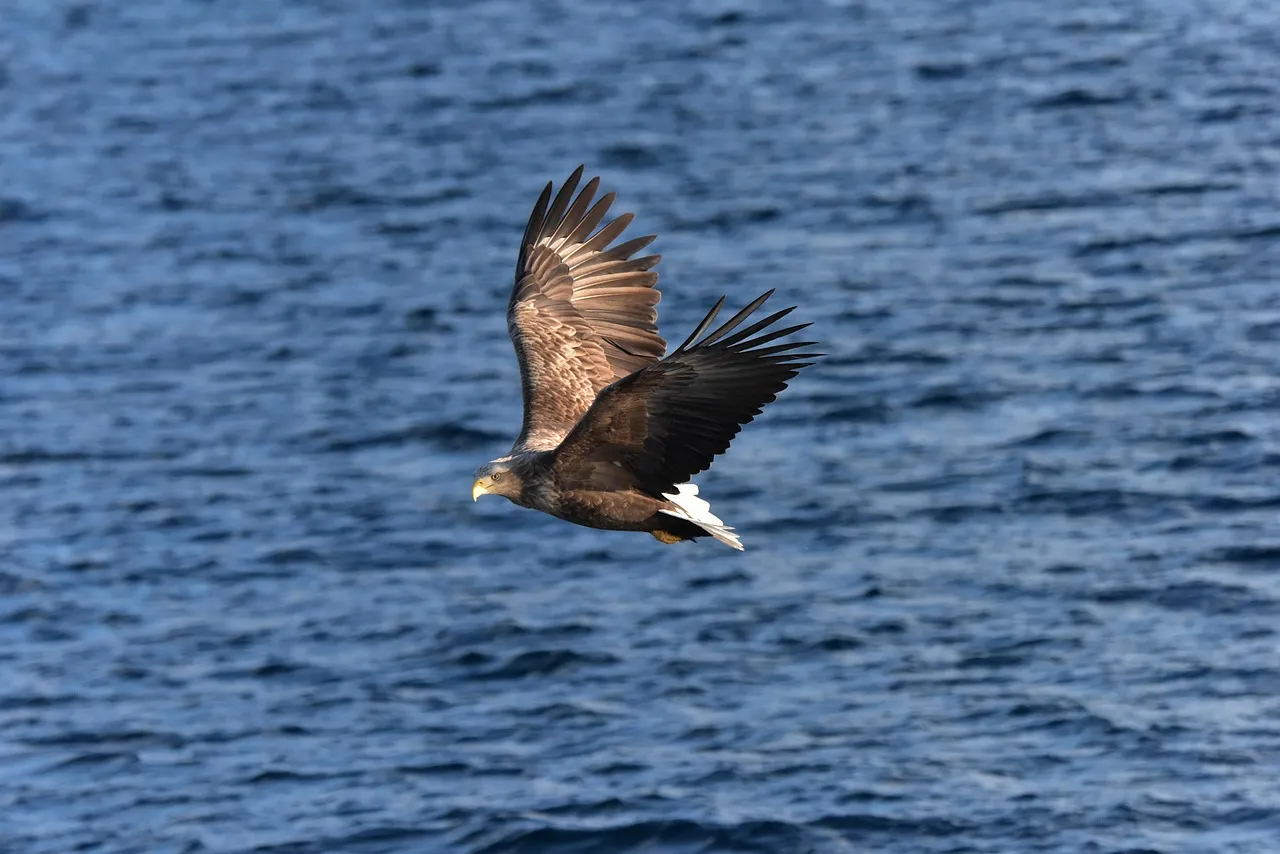 Adler Figur