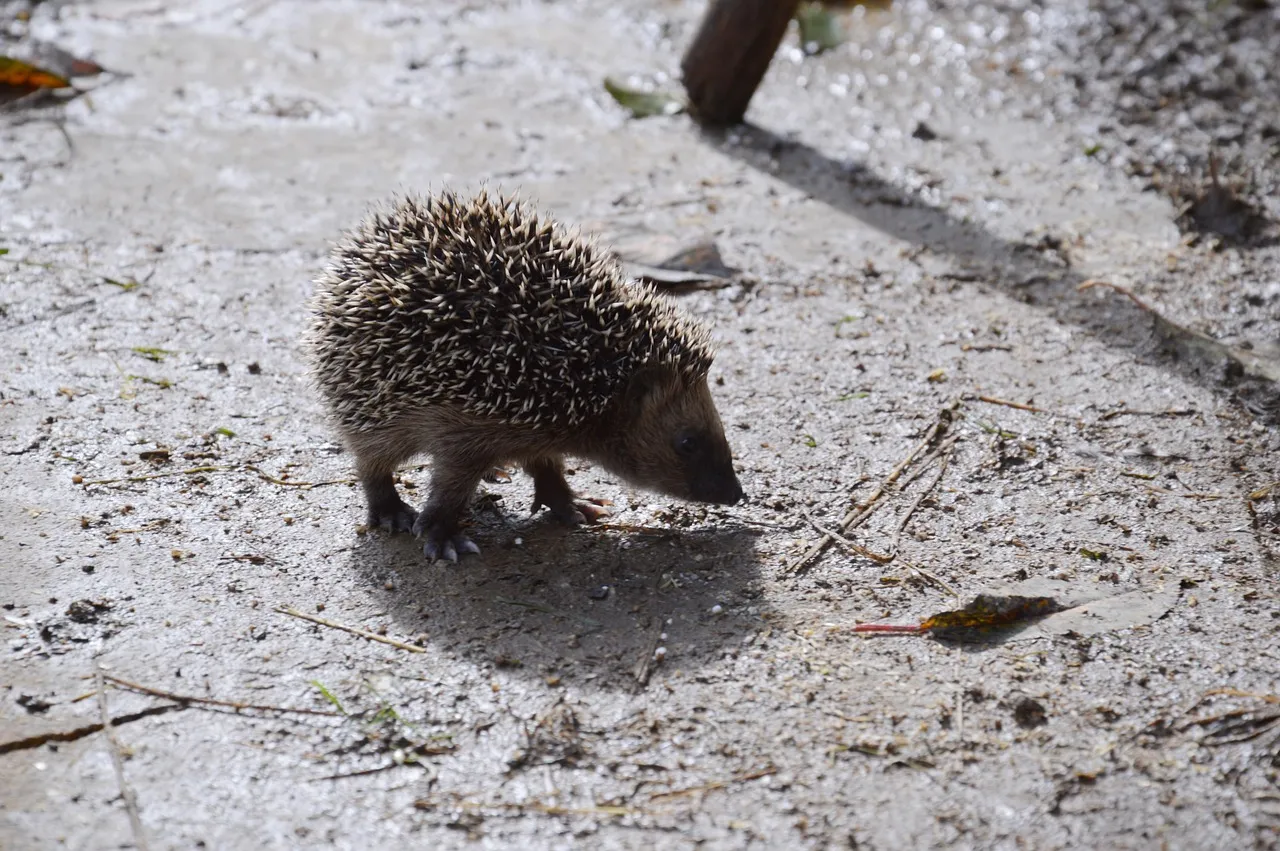 Eichhörnchen Figur